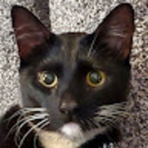 Meet your Posher, Deni